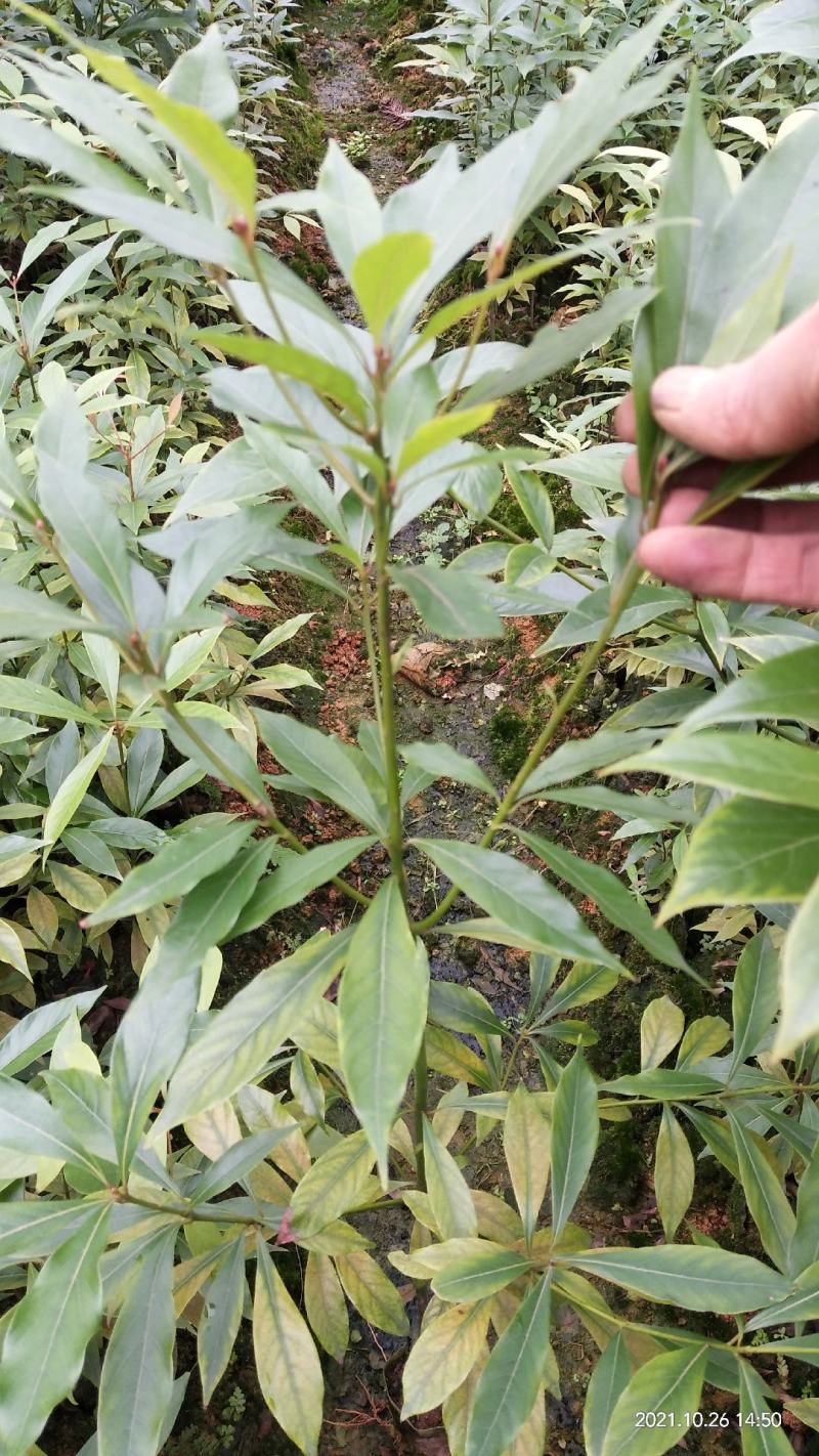 金丝楠木苗无纺布袋苗基地直供价格优惠一手货源