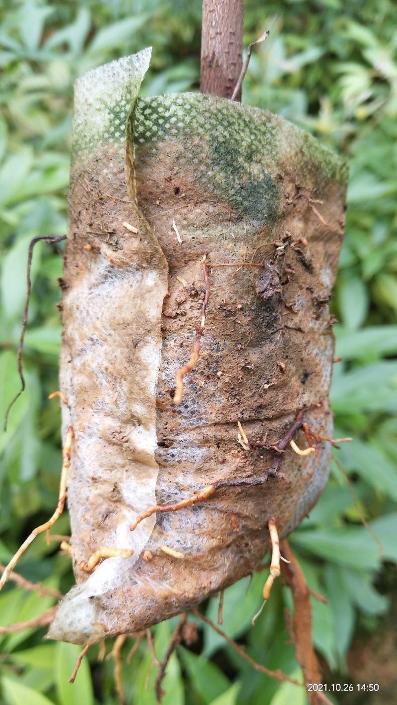 金丝楠木苗无纺布袋苗基地直供价格优惠一手货源