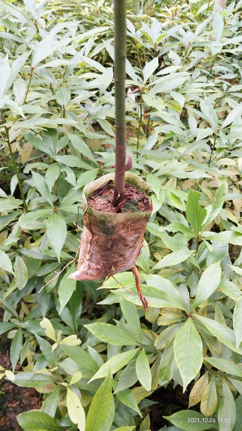 金丝楠木苗无纺布袋苗基地直供价格优惠一手货源