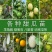 嫁接绿宝甜瓜苗，羊角蜜甜瓜苗，直播各种甜瓜苗
