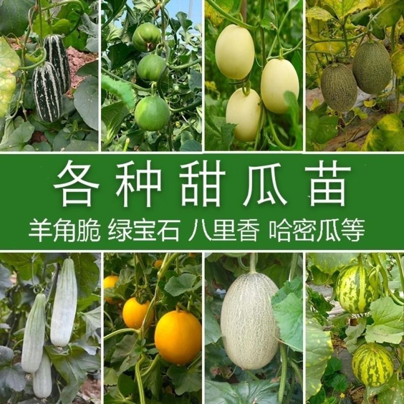 嫁接绿宝甜瓜苗，羊角蜜甜瓜苗，直播各种甜瓜苗