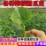 嫁接绿宝甜瓜苗，羊角蜜甜瓜苗，直播各种甜瓜苗