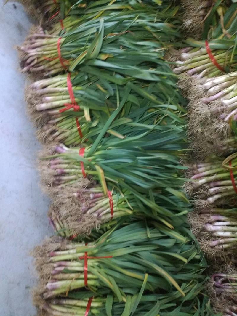 汉中洋县蒜苗，根红，叶绿，味道鲜美粗细场匀价钱适中。。
