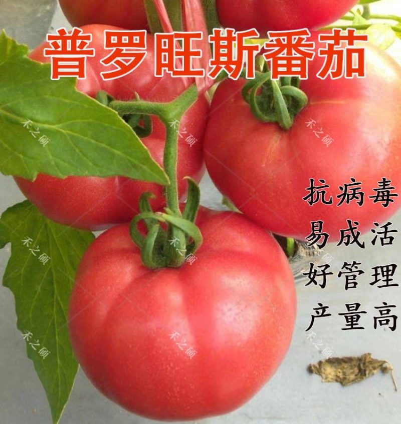 高产硬粉西红柿苗，1608西红柿苗番茄苗各种蔬菜种苗