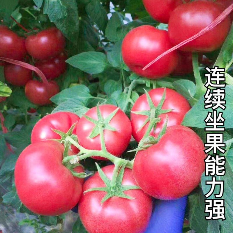 高产硬粉西红柿苗，1608西红柿苗番茄苗各种蔬菜种苗