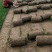 果岭草、四季青混播草、百慕大草河南许昌鄢陵县万亩草坪基地