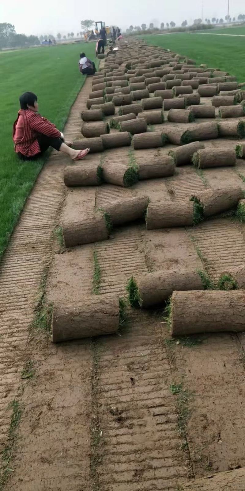 果岭草、四季青混播草、百慕大草河南许昌鄢陵县万亩草坪基地