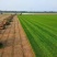果岭草、四季青混播草、百慕大草河南许昌鄢陵县万亩草坪基地
