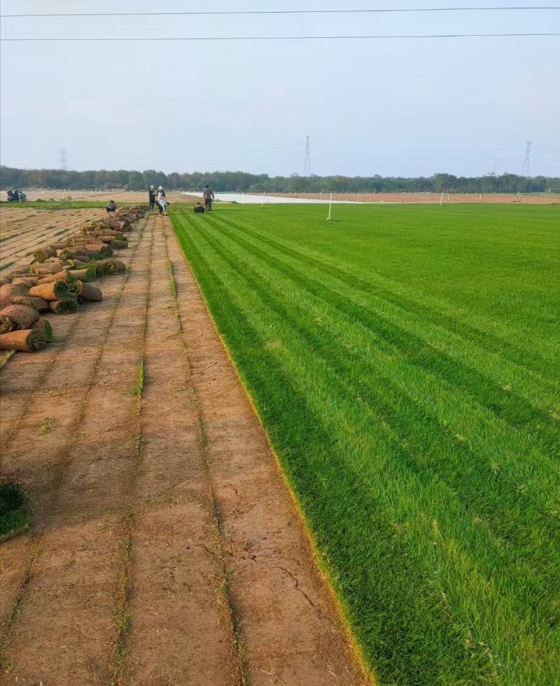 果岭草、四季青混播草、百慕大草河南许昌鄢陵县万亩草坪基地