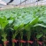 大龙紫鄂茄子苗765茄子苗布里塔茄子苗各种蔬菜种苗代