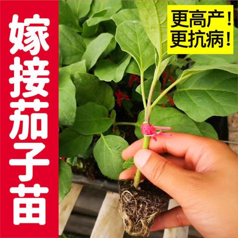 大龙紫鄂茄子苗765茄子苗布里塔茄子苗各种蔬菜种苗代