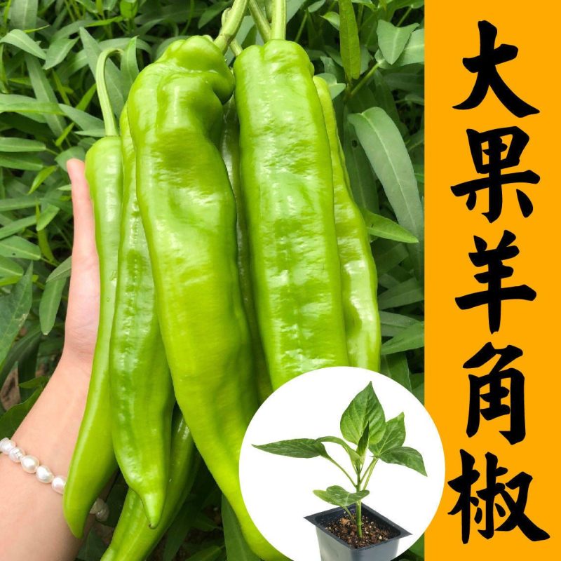 种苗辣椒种苗，越冬辣椒苗红绿兼收尖椒苗各种蔬菜种苗