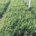 平枝栒子种植基地农户直销平枝栒子。200万出售