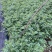 三季红蔷薇自产自销三季红蔷薇种植基地。低价出