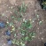 三季红蔷薇自产自销三季红蔷薇种植基地。低价出