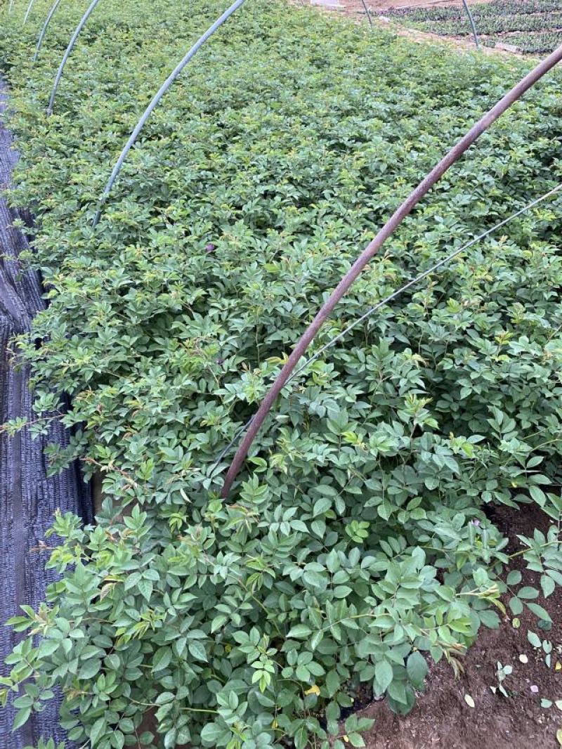 三季红蔷薇自产自销三季红蔷薇种植基地。低价出