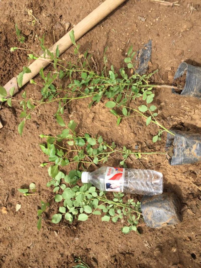 大花蔷薇种植基地大花蔷薇自产自销。20万低价处理