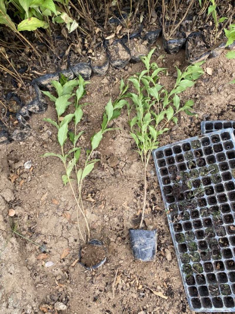 红王子锦带农户直销红王子锦带种植基地
