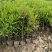 红王子锦带种植基地红王子锦带自产自销。50万低价