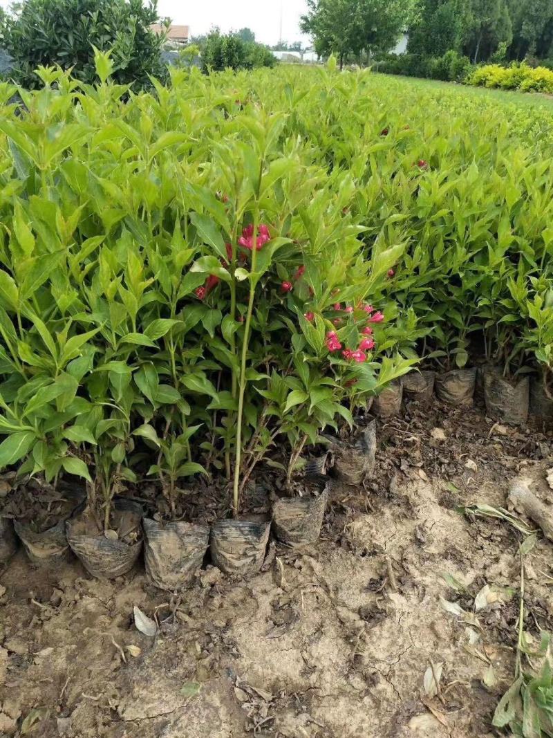 红王子锦带种植基地红王子锦带自产自销。50万低价