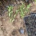 红王子锦带种植基地红王子锦带自产自销。50万低价