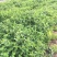 红王子锦带种植基地红王子锦带自产自销。50万低价