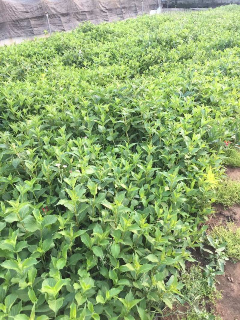 红王子锦带种植基地红王子锦带自产自销。50万低价