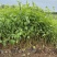 棣棠自产自销棣棠种植基地棣棠批发