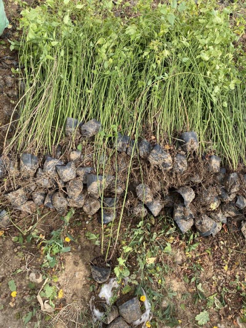棣棠自产自销棣棠种植基地棣棠批发