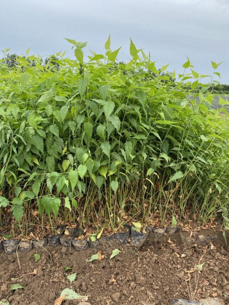 棣棠种植基地棣棠自产自销。30万低价处理