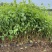 棣棠种植基地棣棠自产自销。30万低价处理