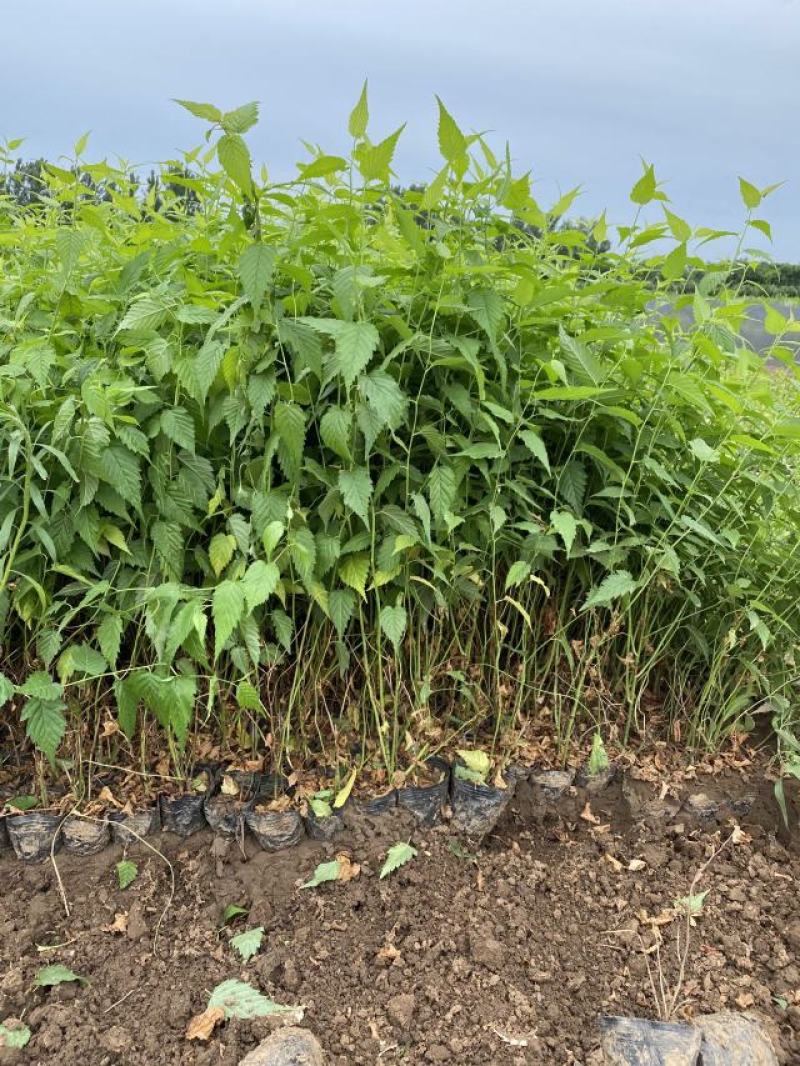 棣棠种植基地棣棠自产自销。30万低价处理