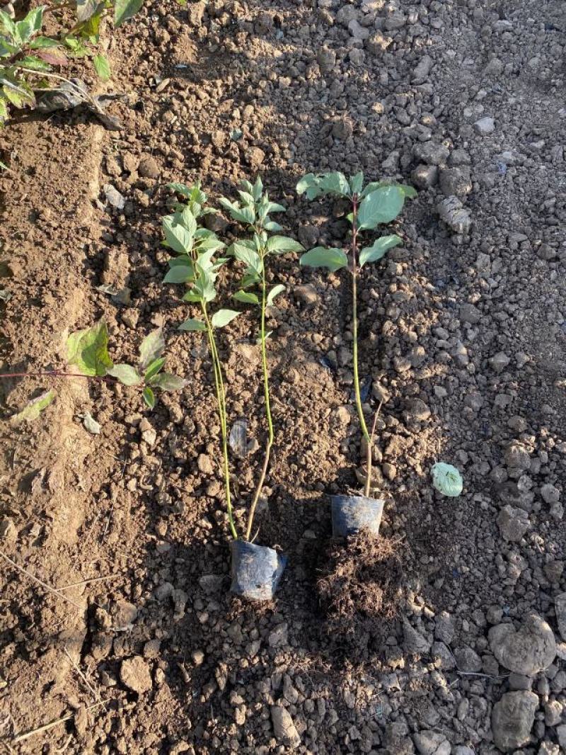红瑞木农户直销红瑞木种植基地。30万低价处理。
