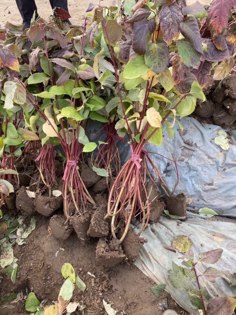 红瑞木农户直销红瑞木种植基地。30万低价处理。