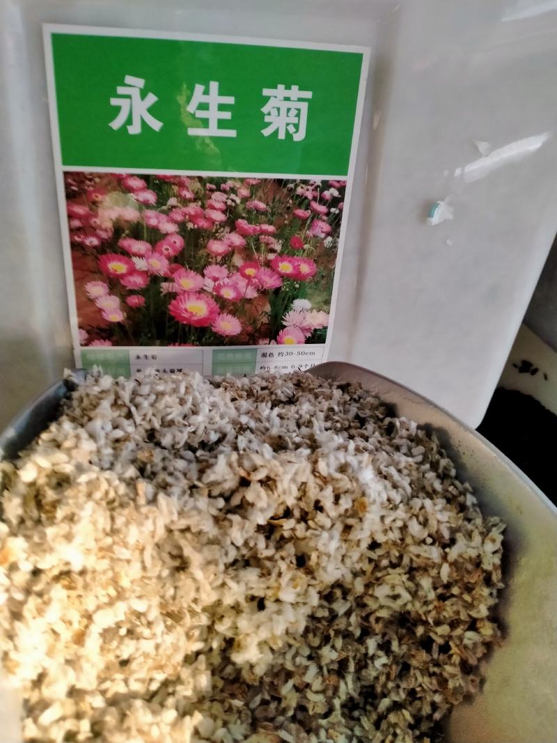 永生菊种子松叶菊种孑春季秋季四季易种花卉园林绿化工程花草