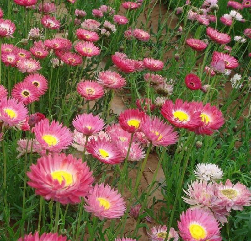 永生菊种子松叶菊种孑春季秋季四季易种花卉园林绿化工程花草