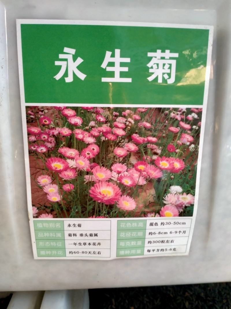 永生菊种子松叶菊种孑春季秋季四季易种花卉园林绿化工程花草