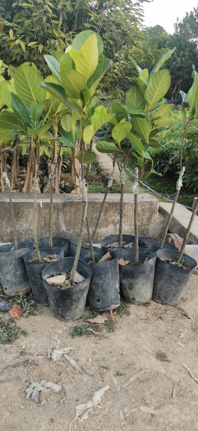 菠萝蜜果苗树菠萝马来西亚一号四季实生苗嫁接苗