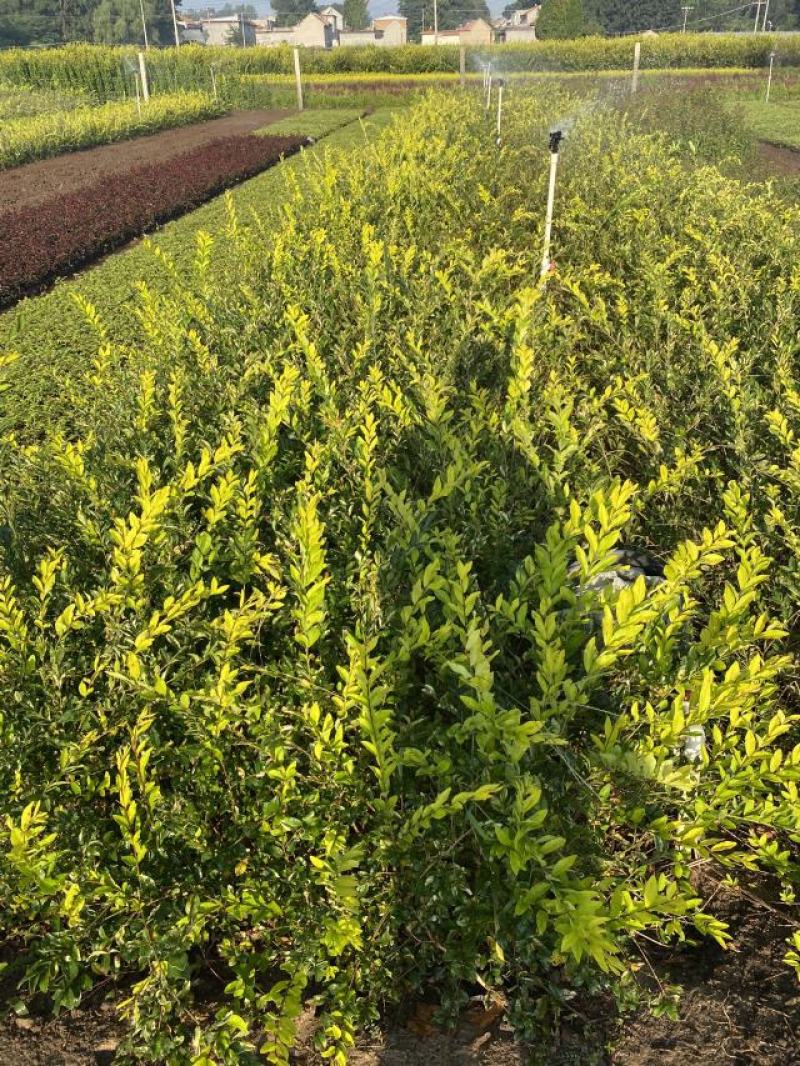 金叶水蜡绿叶水蜡紫叶水蜡自产自销种植基地