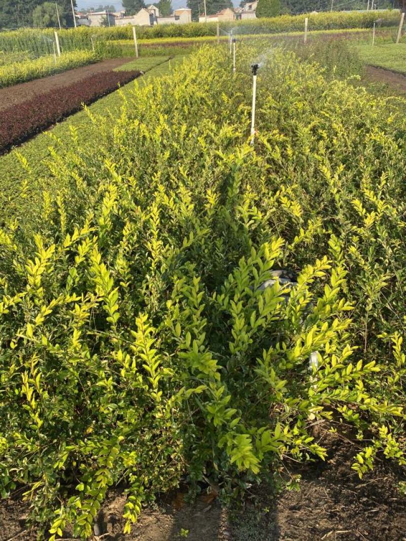 金叶水蜡绿叶水蜡紫叶水蜡自产自销种植基地