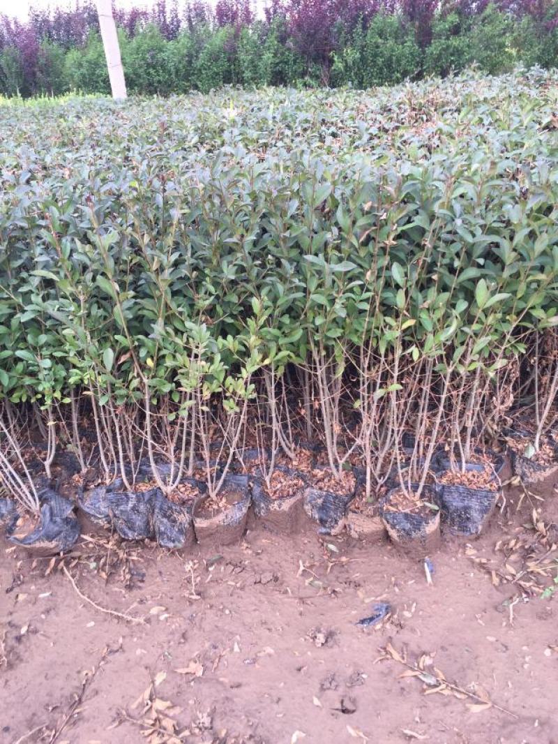 紫叶水蜡自产自销紫叶水蜡种植基地。30万低价处理