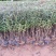 紫叶水蜡自产自销紫叶水蜡种植基地。30万低价处理