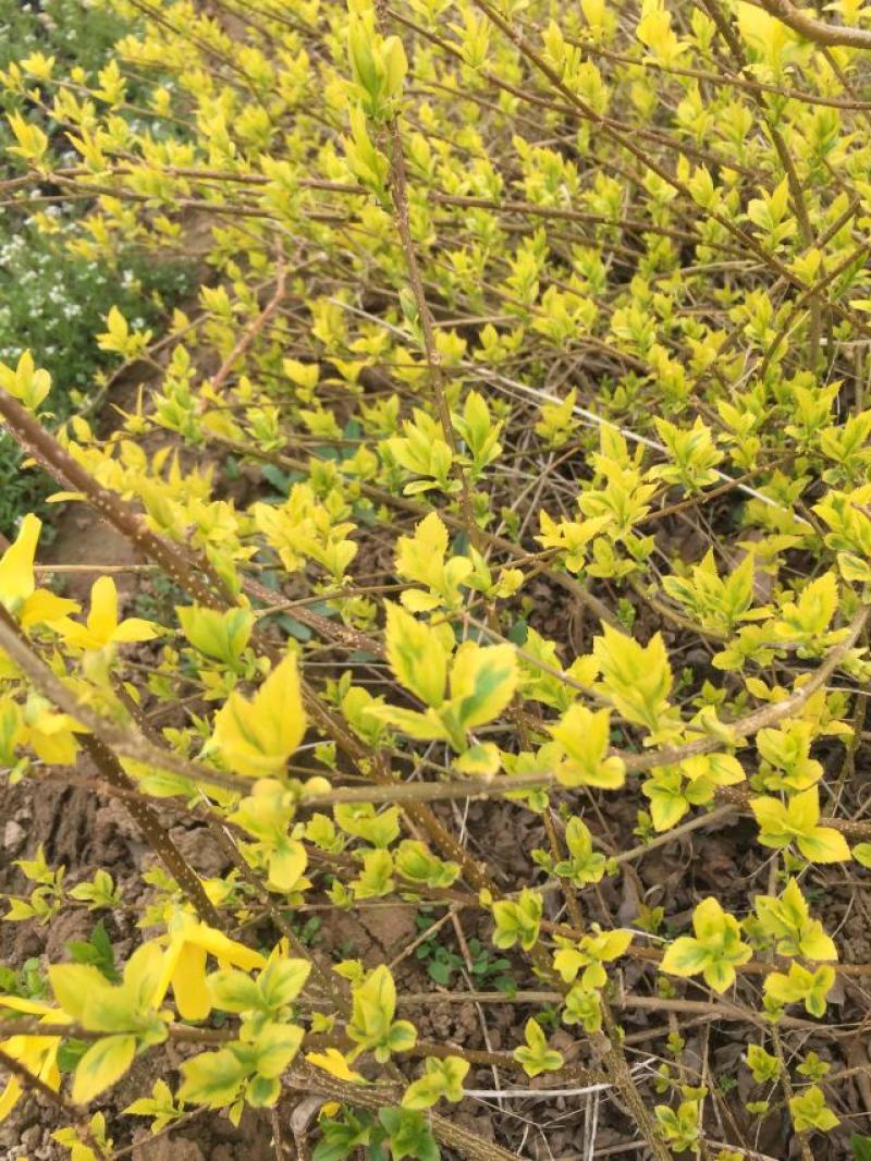 金叶连翘种植基地金叶连翘基地直销。20万低价处理