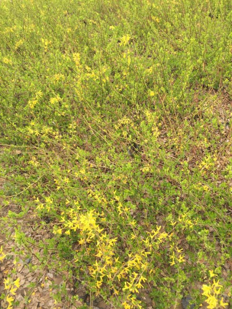 金叶连翘种植基地金叶连翘基地直销。20万低价处理