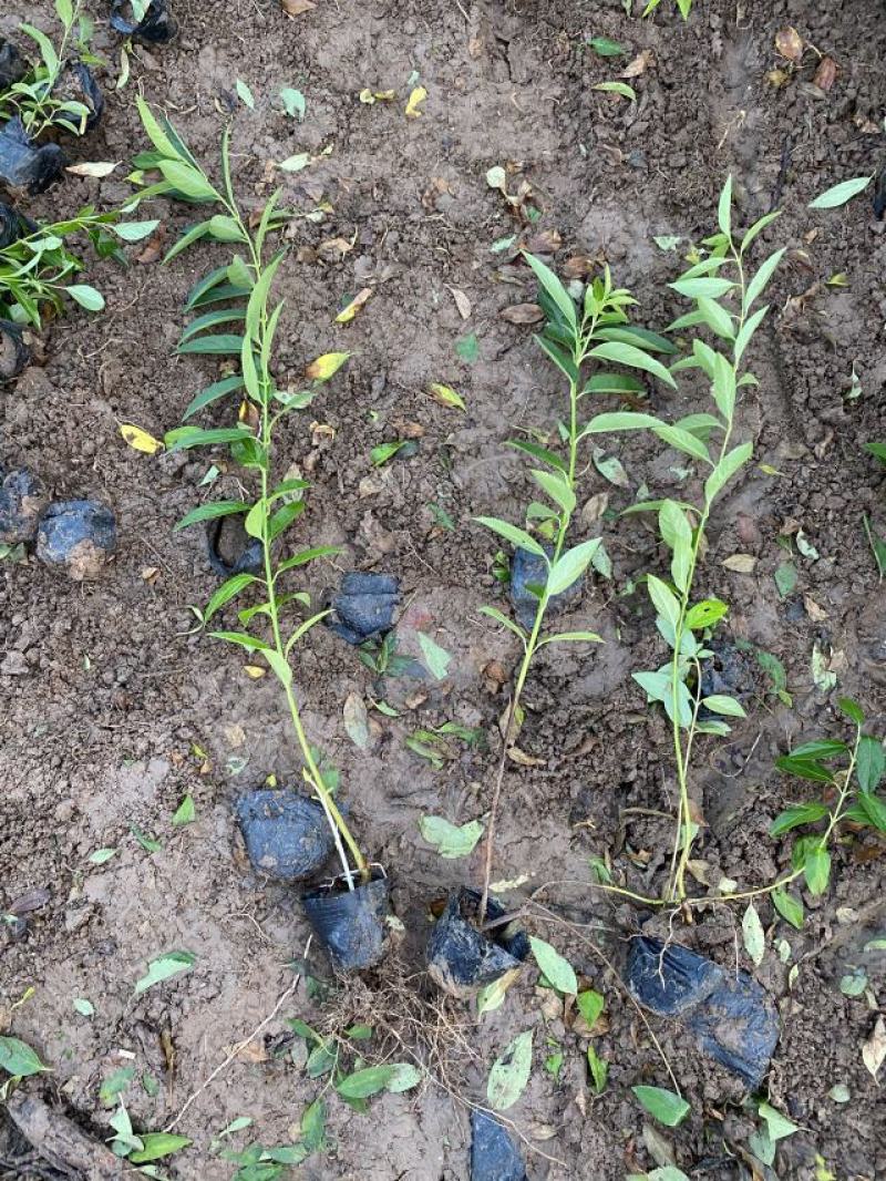 连翘自产自销连翘种植基地。300万低价处理
