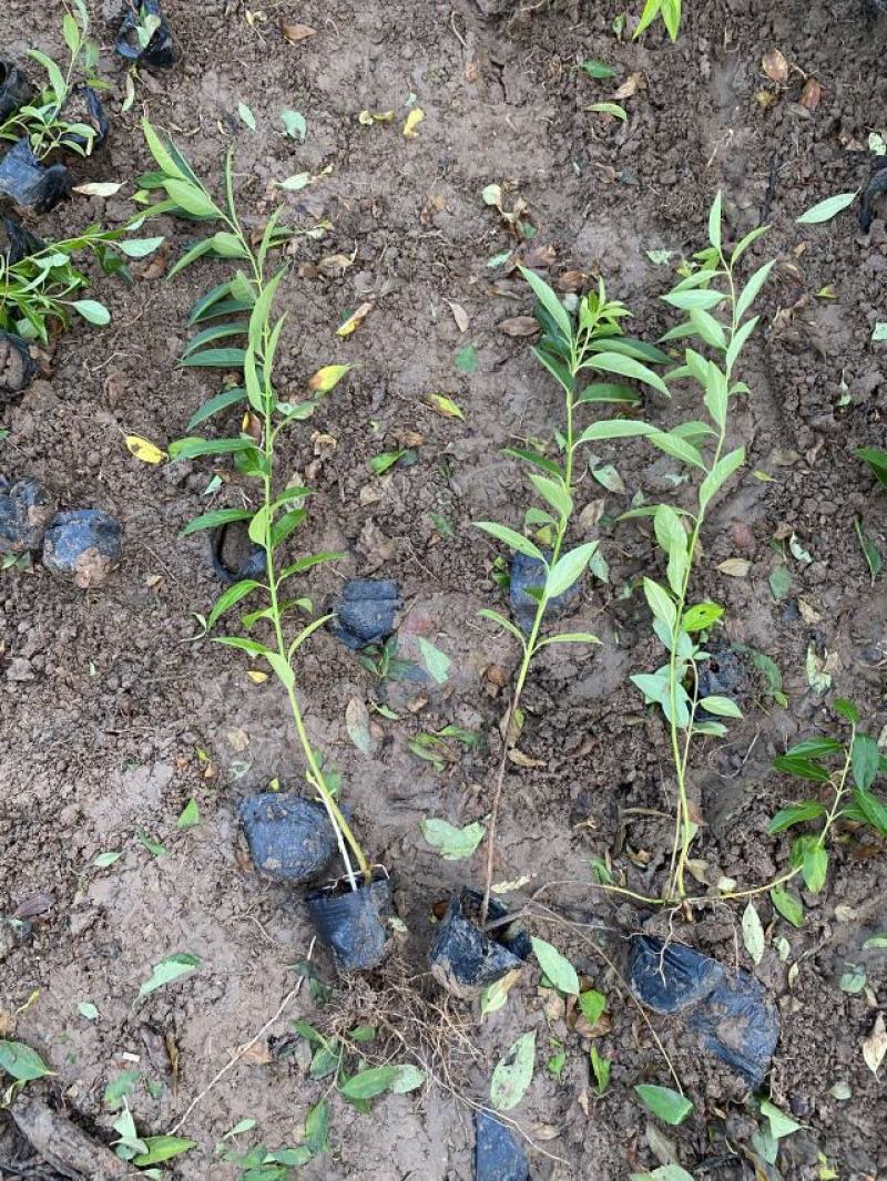 连翘自产自销连翘种植基地。300万低价处理