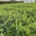 连翘自产自销连翘种植基地。300万低价处理