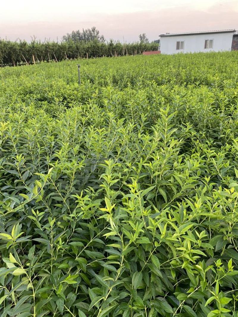 连翘自产自销连翘种植基地。300万低价处理