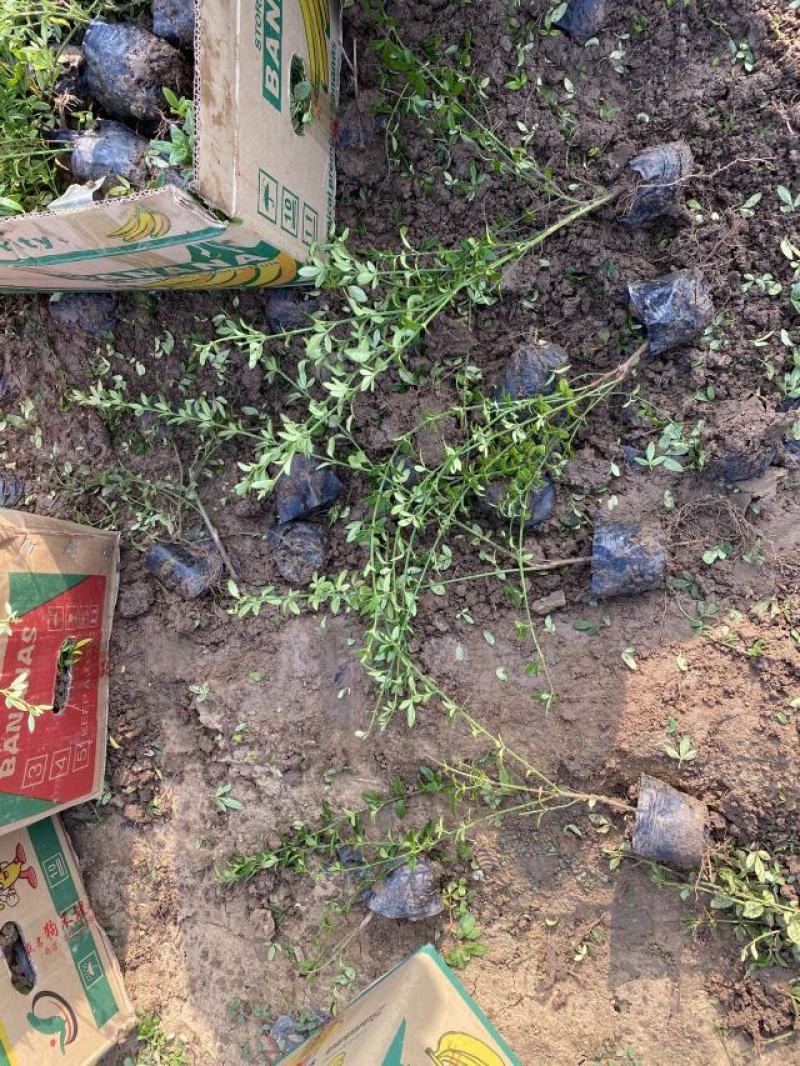 迎春自产自销迎春种植基地60万迎春批发