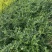 迎春自产自销迎春种植基地60万迎春批发